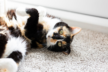 Wall Mural - Black, Orange, and White Short Hair Calico Cat, Tortoise Shell Kitty on Ground