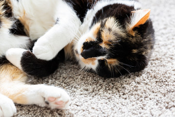 Wall Mural - Black, Orange, and White Short Hair Calico Cat, Tortoise Shell Kitty on Ground