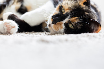 Wall Mural - Black, Orange, and White Short Hair Calico Cat, Tortoise Shell Kitty on Ground