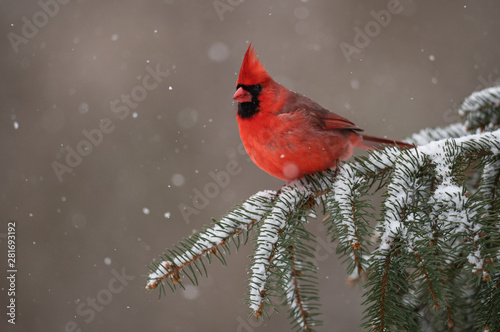 Fotografía Northern Cardinal in the Snow