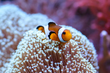 The orange clownfish Amphiprion percula , swims among the corals in a marine aquarium.
