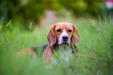 Beagle dog lying on the green grass outdoor in the park on sunny day.