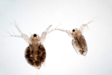 Wall Mural - Water flea (Daphnia magna) is a small planktonic crustacean under microscope view.