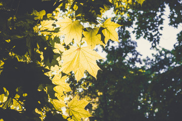 Sunlight and maple leafs in a forest with blurred background