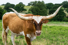 Closeup Of Light Brown Longhorn Bull With Long Horns