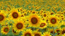 View Of Sunflower Field