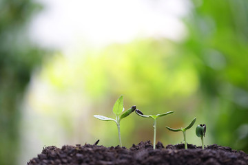 small tree sapling plants planting with dew