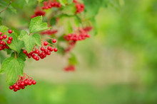 Macro, Close-up Of Beautiful Red Fruits Of Viburnum Vulgaris, Snowball Tree Berries.