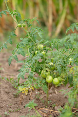 Wall Mural - Green vine tomatoes. Green unripe tomatoes on the bushes. Tomatoes on the vine, tomatoes growing on the branches.