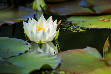 Canvas Print - Seerose