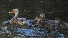 Mallard And Three Ducklings Swimming
