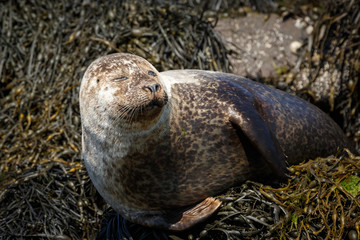 Wall Mural - Seal