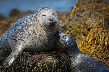 Wall Mural - Seal