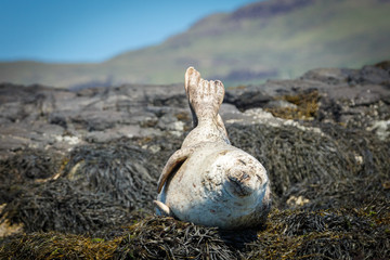 Wall Mural - Seal