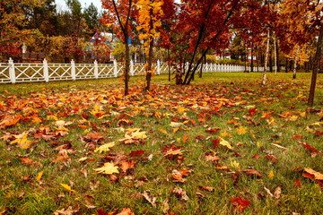 beautiful autumn landscape with falling leaves