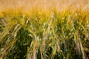 yellow-ripened rye in the evening sunlight