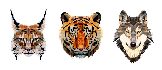 low poly triangular tiger, lynx and wolf heads on white background, vector illustration isolated. po
