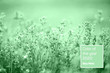 Closeup of wild meadow with green grass and small buds. Trendy neo mint toned nature background. Year color concept.