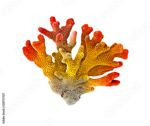 coral isolated on white background Tableau sur Toile