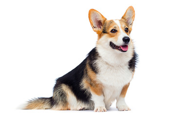 Sticker - corgi breed dog sitting in full growth