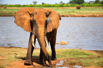 A big red elephant after bathing near a water hole