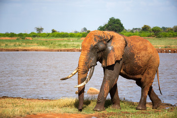 A big red elephant after bathing near a water hole