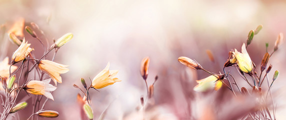 Wall Mural - wild flowers bells on a blurred summer meadow