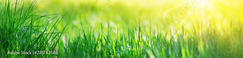 Tapeta ścienna na wymiar Fresh green grass background with sunlight