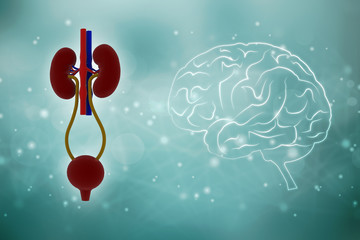 Aufkleber - 3d rendering human healthy kidneys