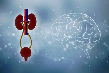 Aufkleber - 3d rendering human healthy kidneys