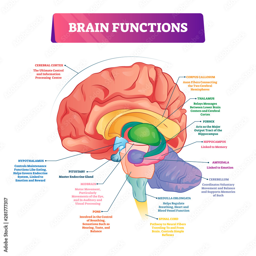 Brain functions vector illustration. Labeled explanation organ parts scheme - obrazy, fototapety, plakaty 
