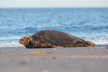 Grey Seal, Halichoerus Grypus, Helgoland, Dune Island