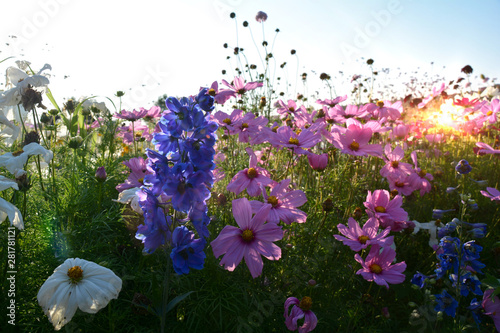 Sommer Blumen Wiese - Grußkarte Blumenwiese