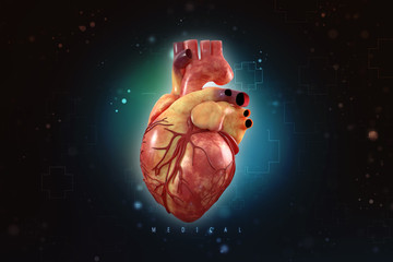 Sticker - 3d illustration  Anatomy of Human Heart 