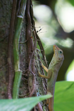Jamaican Anole (Anolis Grahami) Gecko Climbing On Tree