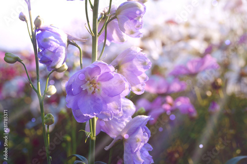 Sommer Blume  Wiese - Blumenwiese mit Rittersporn und Cosmea