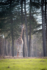 giraffe in the park