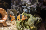 Fototapeta Do akwarium - Fish Botsia Clown (Chromobotia macracanthus or Botia macracanthus) in the freshwater aquarium.
