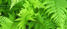 Beautiful Ferns Leaves, Green Foliage Natural, Floral Fern Background. Polypodiophyta, Panoramic View