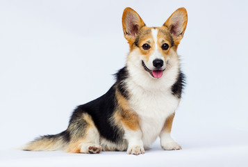 welsh corgi breed dog sitting full growth on a white background