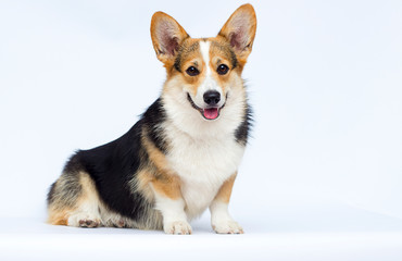 Wall Mural - adult welsh corgi breed dog sitting full growth on a white background
