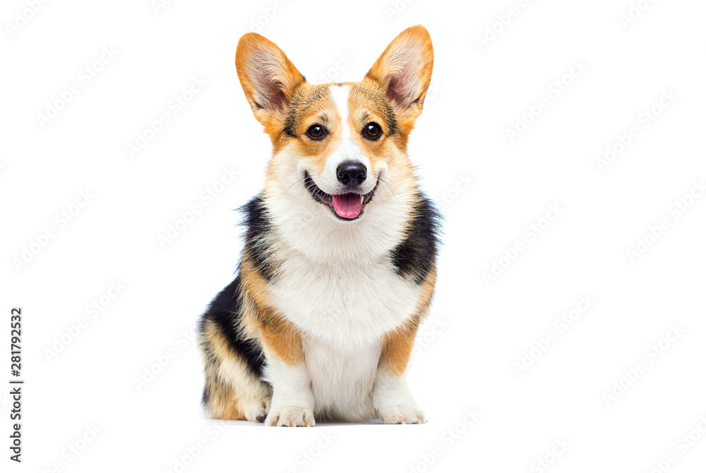 Obraz na płótnie welsh corgi breed dog sitting on a white background w salonie