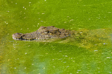 Nile Crocodile (Crocodylus Niloticus) Swimming In A Pond With Green Algae, Namibia