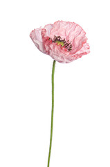 Wall Mural - Single poppy isolated on white background.