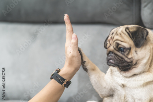 Cute dog Pug giving paw high five owner with love feeling so happiness and comfo Tableau sur Toile
