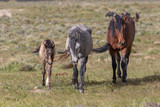 Fototapeta Konie - Wild Horse Mare and Foal in Spring in Utah
