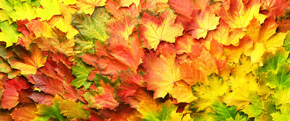 Red, orange, yellow and green maple leaves background. Golden autumn concept. Sunny day, warm weather. Top view. Banner with light bokeh