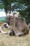 Fototapeta Zwierzęta - donkey in field