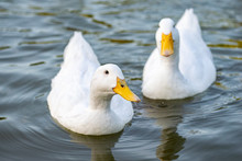 Pekin (Aylesbury) Ducks On A Lake