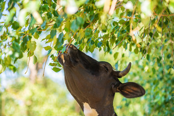 A cow grazes near a tree and eats foliage.